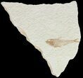Bargain, Diplomystus Fossil Fish - Wyoming #67942-1